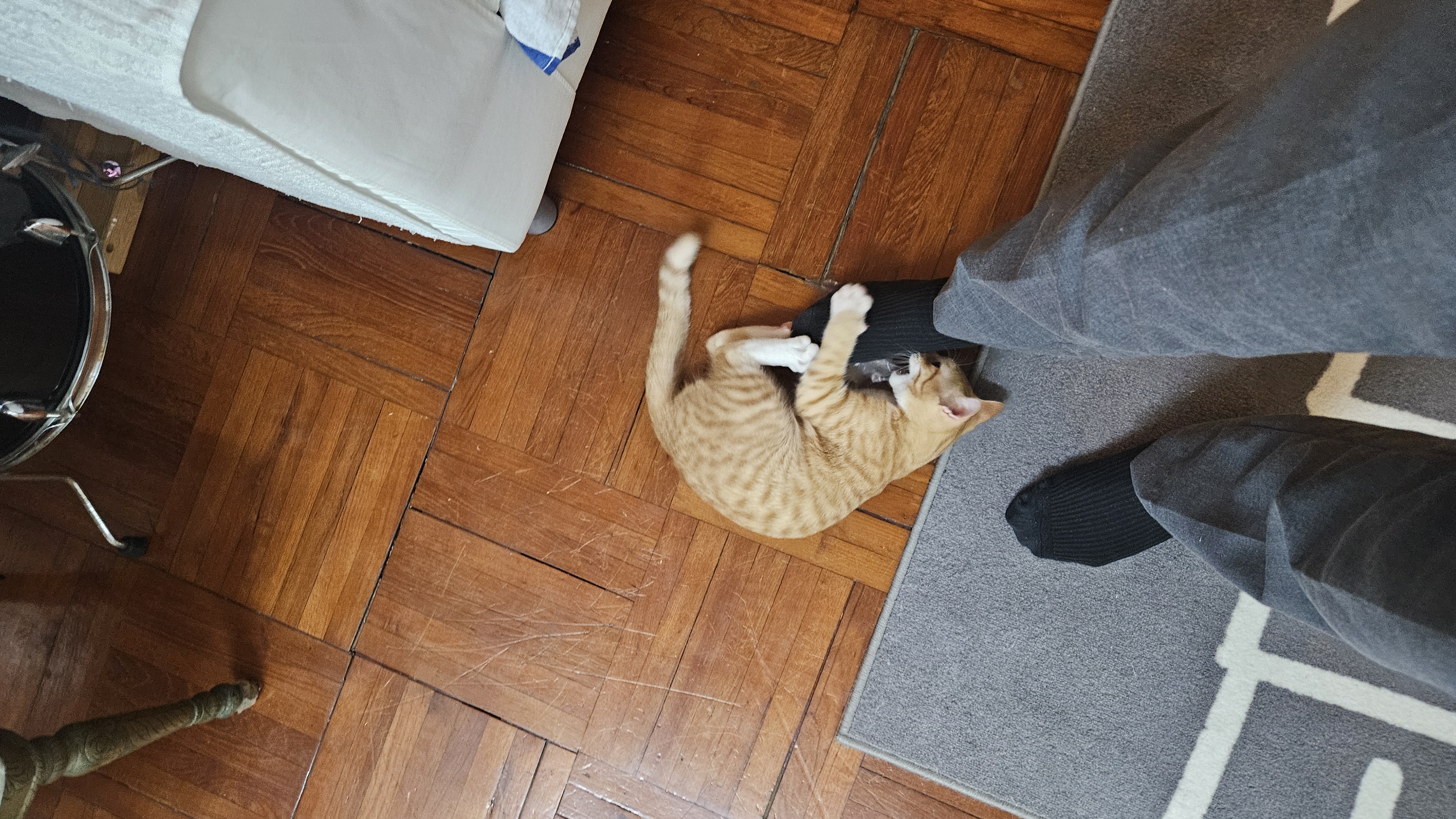 my cat